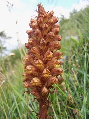 Orobanche laserpitii-sileris