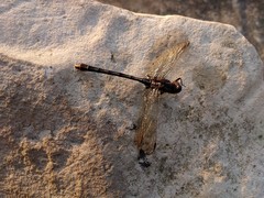 Phanogomphus exilis