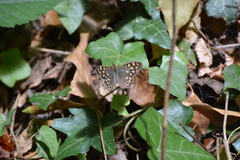 Pararge aegeria tircis