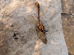 Phanogomphus exilis
