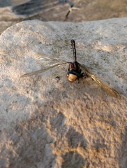 Phanogomphus exilis