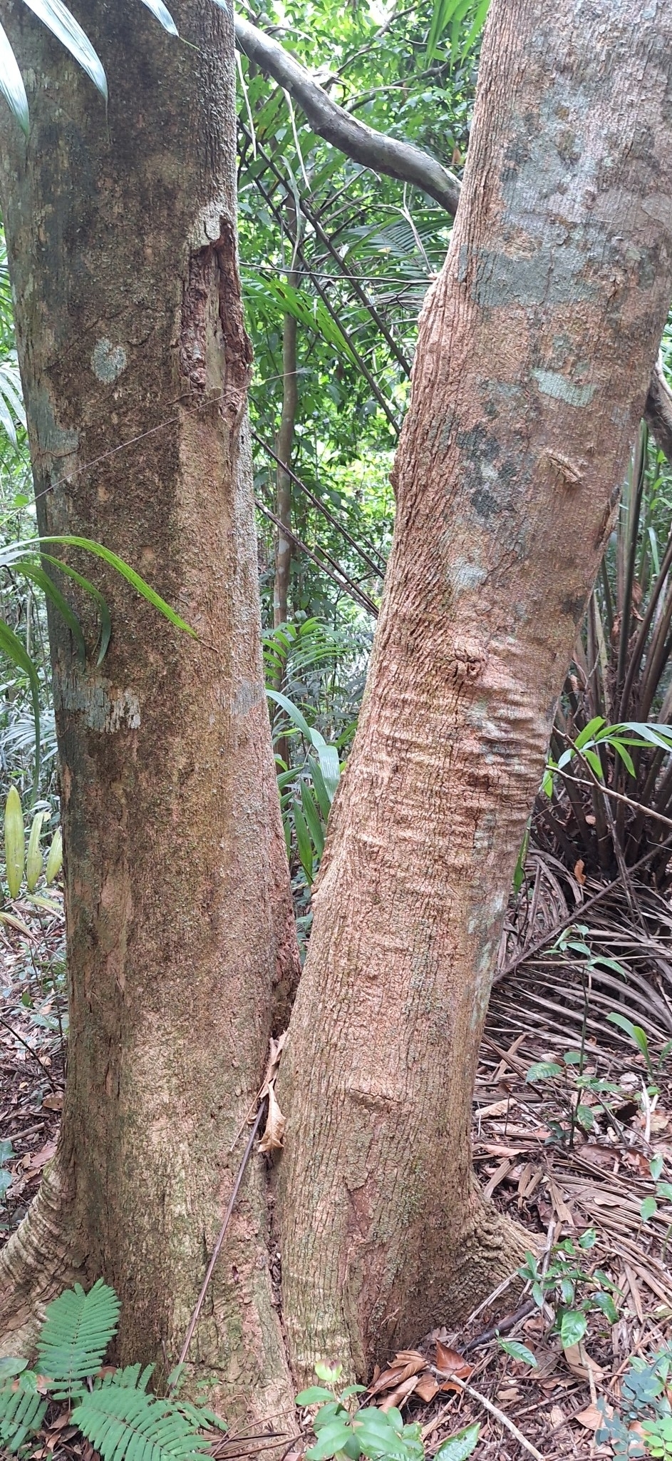 Imagem de Caroba-roxa