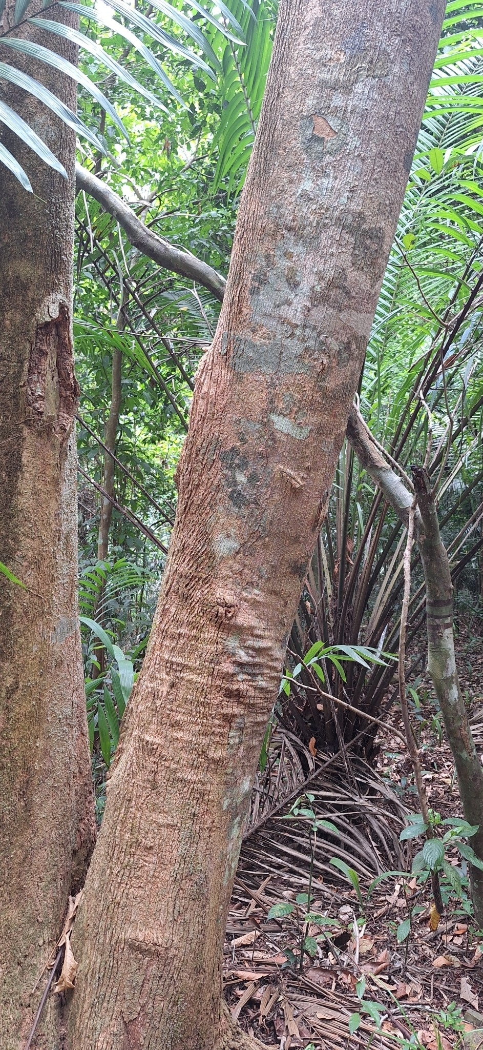 Imagem de Caroba-roxa