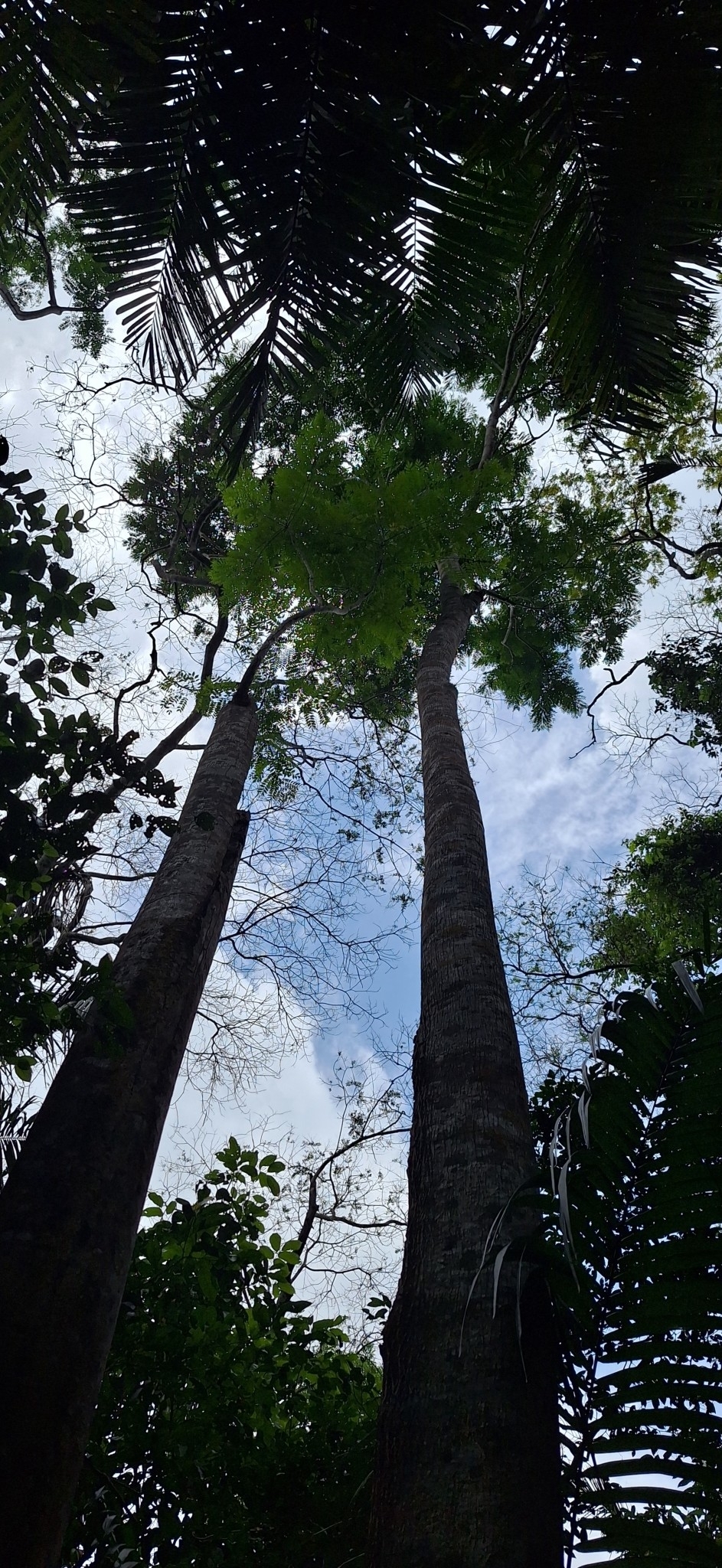 Imagem de Caroba-roxa