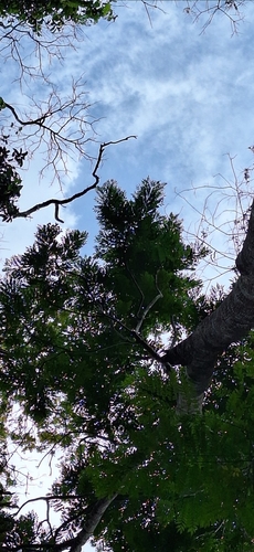 Foto de Caroba-roxa