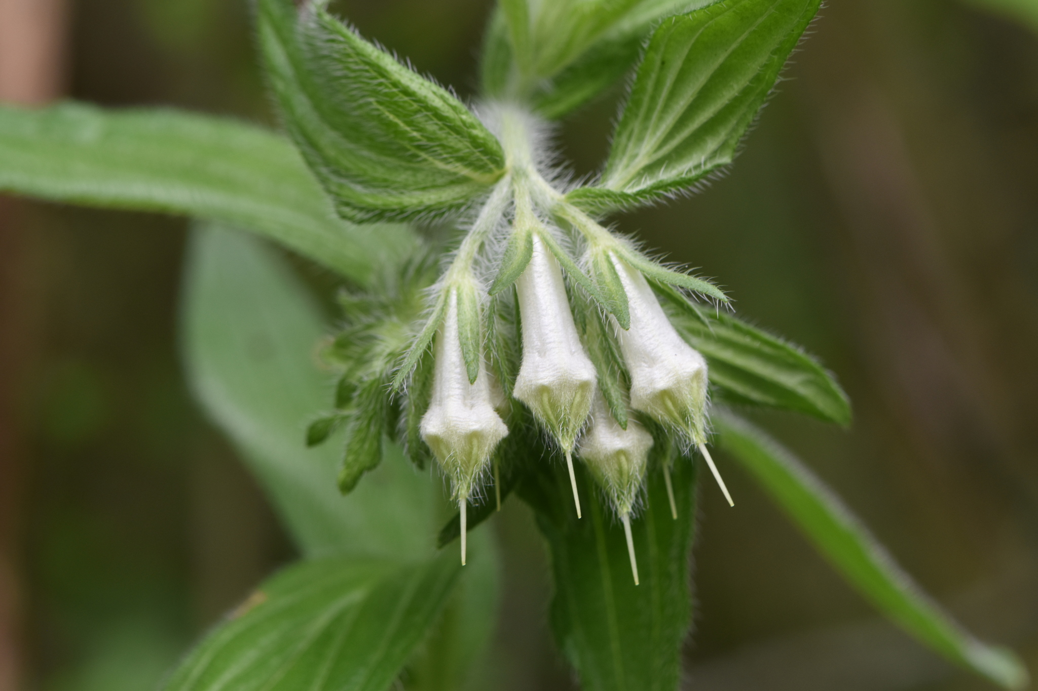 Onosmodium bejariense