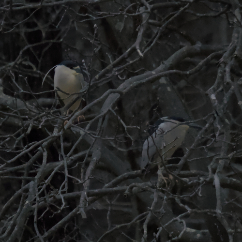 Black-crowned Night Heron photographed in Ohio