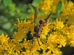 Gymnomerus laevipes
