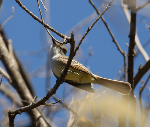 Nutting's Flycatcher (Myiarchus nuttingi), photo 8