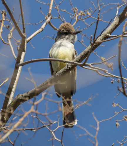 Nutting's Flycatcher (Myiarchus nuttingi), photo 7