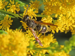 Gymnomerus laevipes