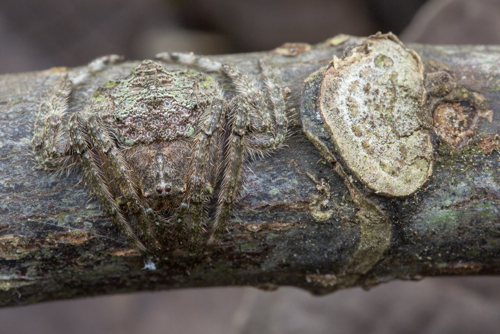 Talthybia