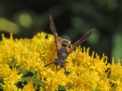 Gymnomerus laevipes