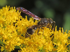 Gymnomerus laevipes