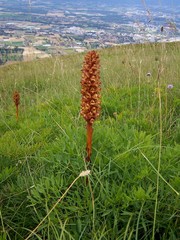 Orobanche laserpitii-sileris