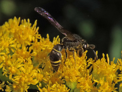 Gymnomerus laevipes