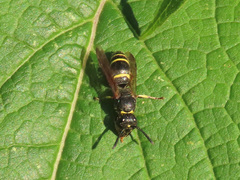 Gymnomerus laevipes