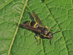 Gymnomerus laevipes