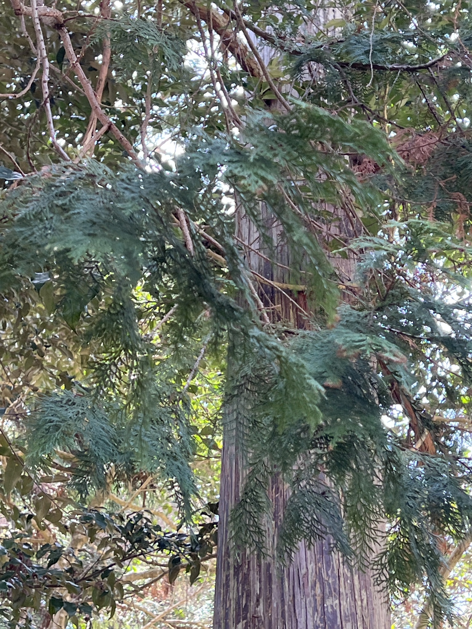 Imagem de Hinoki