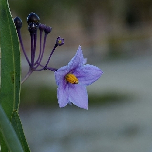 Image of Solanum glaucophyllum by (c) Thomaz Ricardo Favreto Sinani, some rights reserved (CC BY)