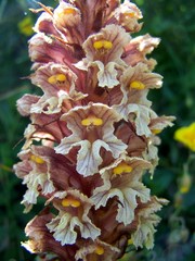 Orobanche laserpitii-sileris