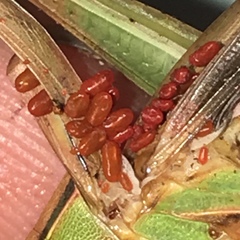 Eutrombidium trigonum