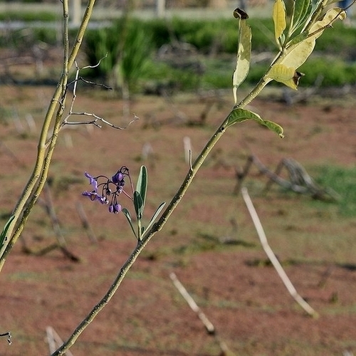 Image of Solanum glaucophyllum by (c) Thomaz Ricardo Favreto Sinani, some rights reserved (CC BY)