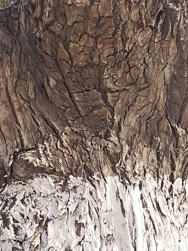 Image of Taxodium mucronatum by (c) srsvivos, some rights reserved (CC BY)