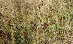 Juncus bolanderi