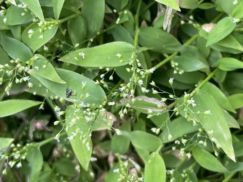 Isachne nipponensis iNat (2)