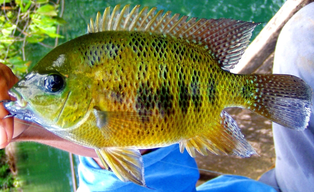 chisel tooth cichlid