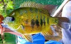 Chisel-Tooth Cichlid photo 1