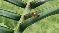 Hypselonotus interruptus