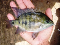 Chisel-Tooth Cichlid photo 2
