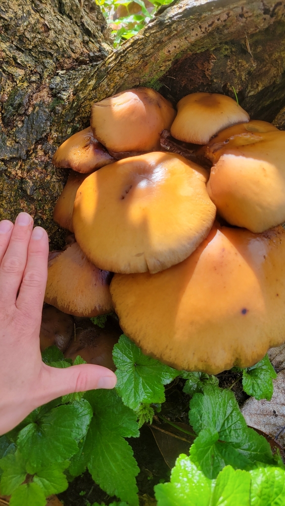 Cyclocybe parasitica · April 2025 · photo: © rvennell (iNaturalist, cc-by)