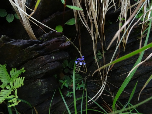 Scutellaria violacea, photograph 1