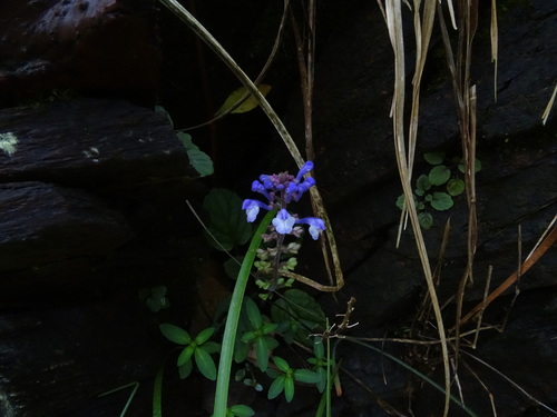 Scutellaria violacea, photograph 2