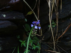 Scutellaria violacea