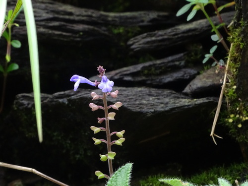 Scutellaria violacea, photograph 3