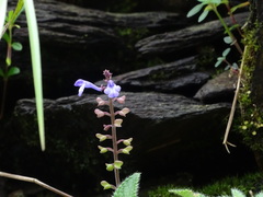 Scutellaria violacea