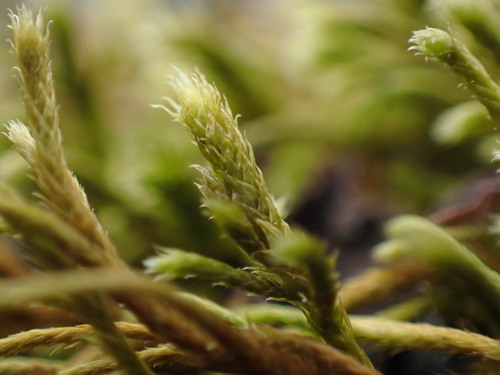 Image of Antitrichia californica by (c) Chris Fluit, some rights reserved (CC BY)