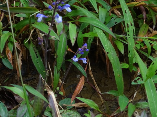 Scutellaria violacea, photograph 4
