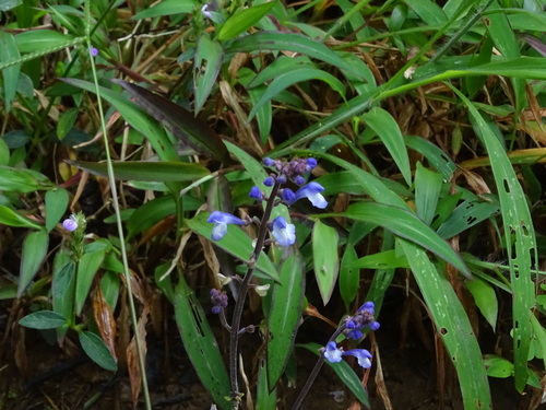 Scutellaria violacea, photograph 5