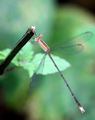 Lestes viridulus
