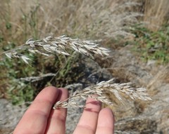 Bromus secalinus