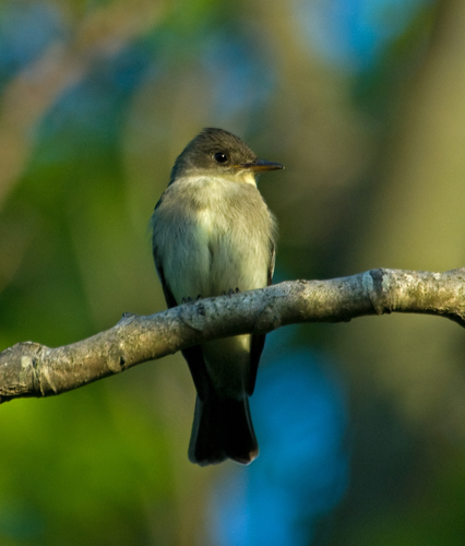 Eastern Wood-Pewee