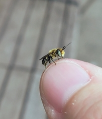 Megachile rotundata