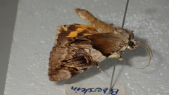 Catocala fulminea