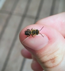 Megachile rotundata