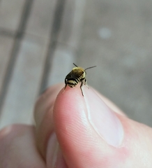 Megachile rotundata